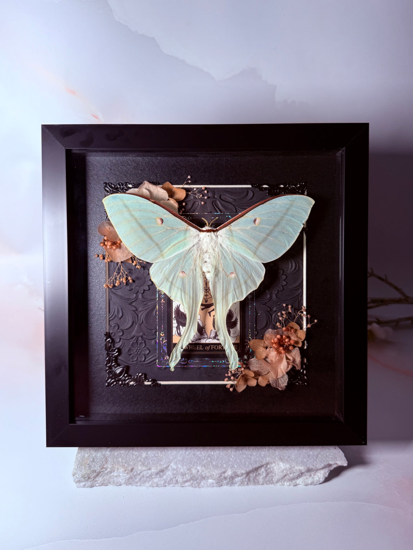 Actias Selene / Luna Moth - Wheel of Fortune