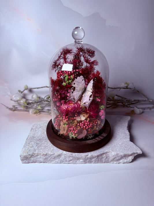 Salamis Duprei Cloche Dome - Hot Pink