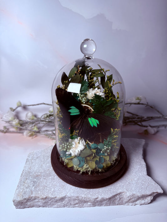 Parides Sesostris Cloche Dome - Lime Garden