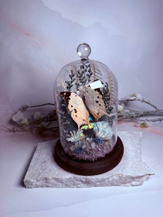 Salamis Duprei Cloche Dome - Blue Moon