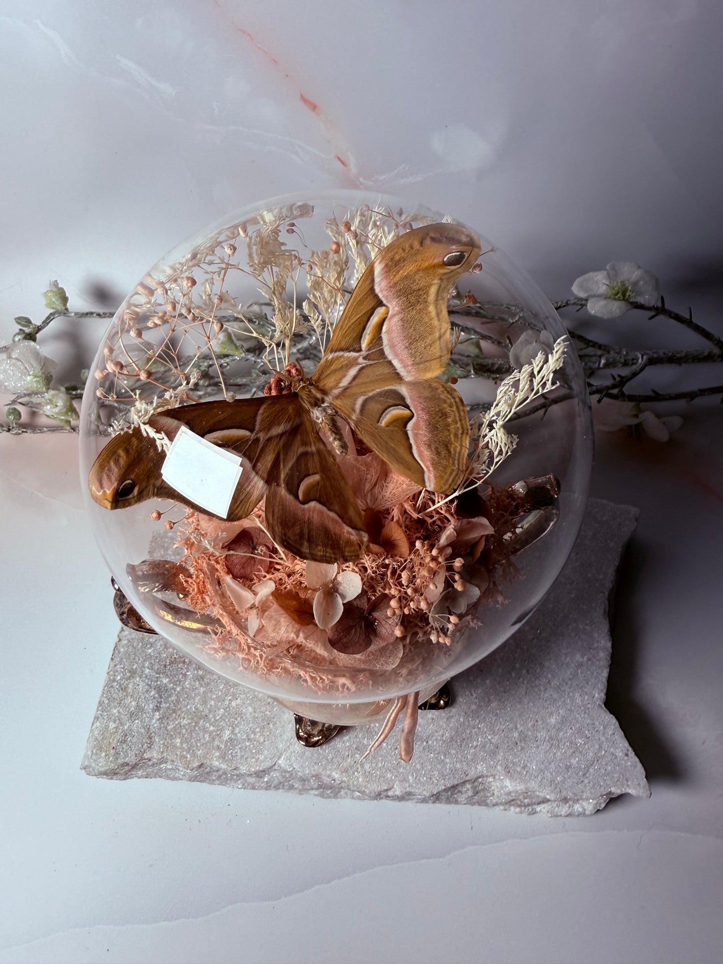 Samia Wangi - Antique Sugar Jar Dome